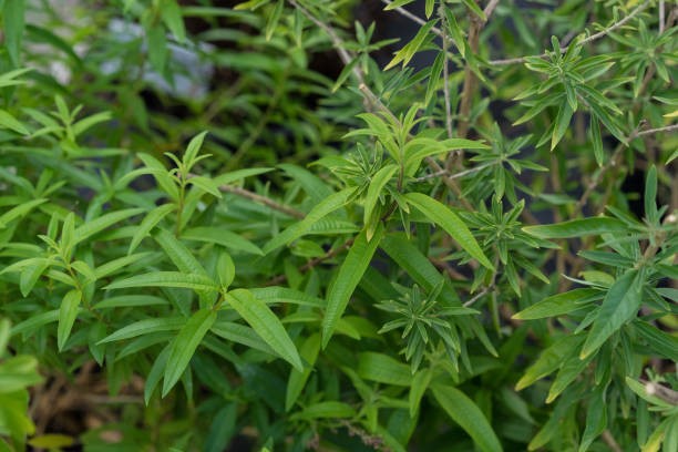 plante exterieure jardin ombre